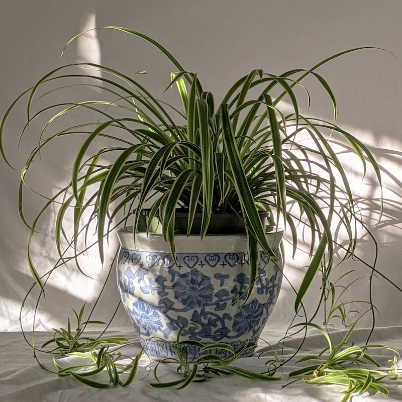 spider plant